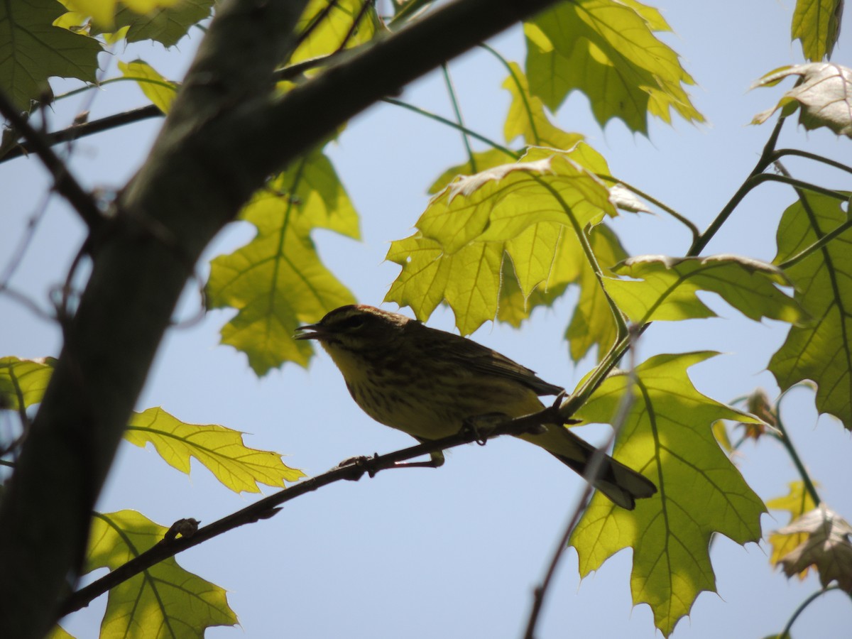 Paruline à couronne rousse - ML154788341