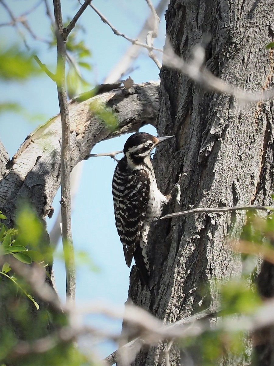 Nuttall's Woodpecker - Jack Wickel