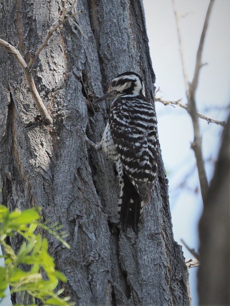 Nuttall's Woodpecker - Jack Wickel