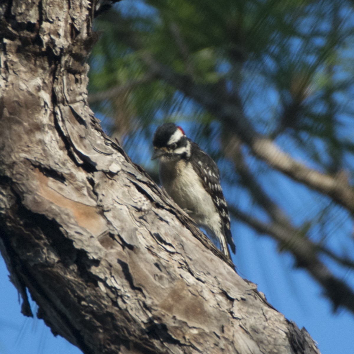 Downy Woodpecker - Susan Barnard