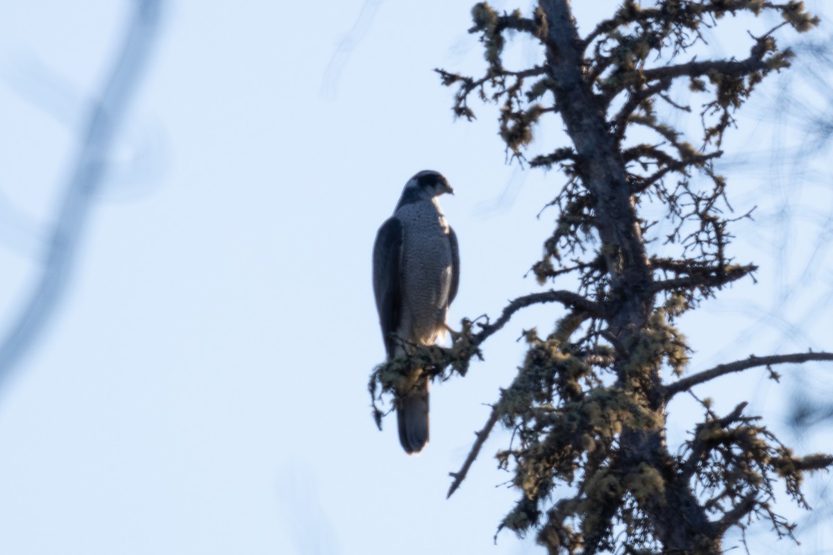 American Goshawk - ML154791411