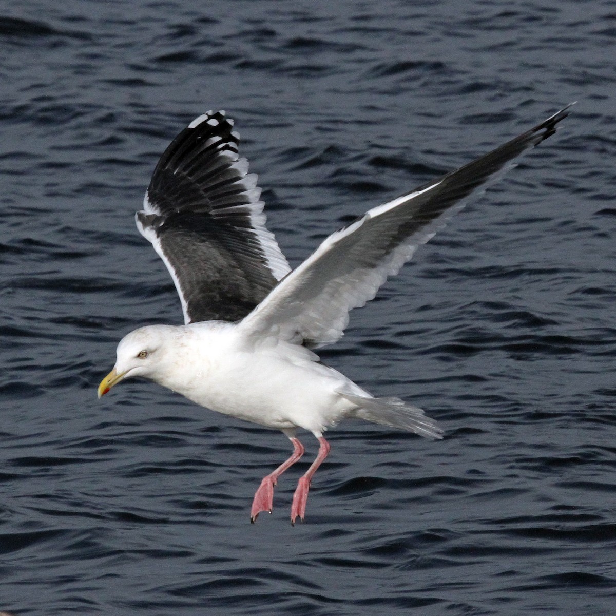 Slaty-backed Gull - ML154792761