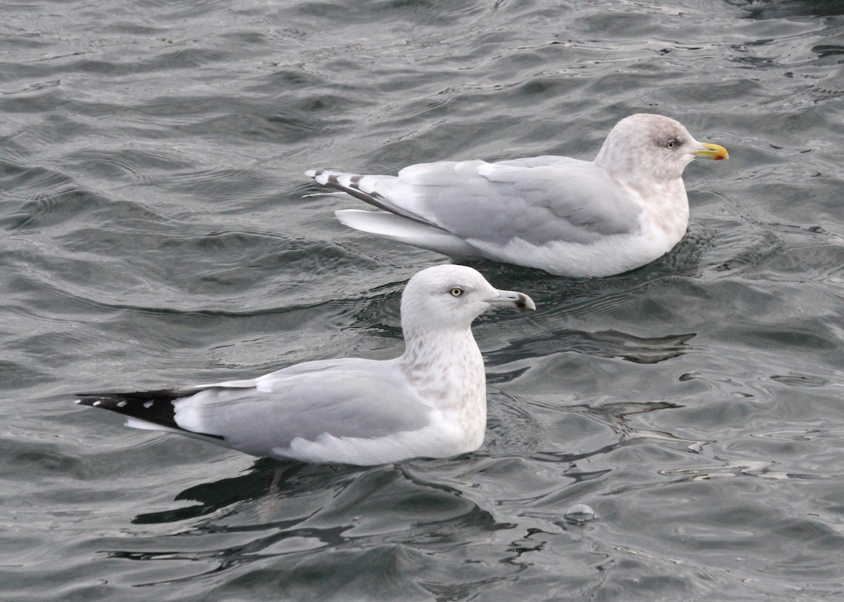 Iceland Gull (Thayer's x Iceland) - ML154793231