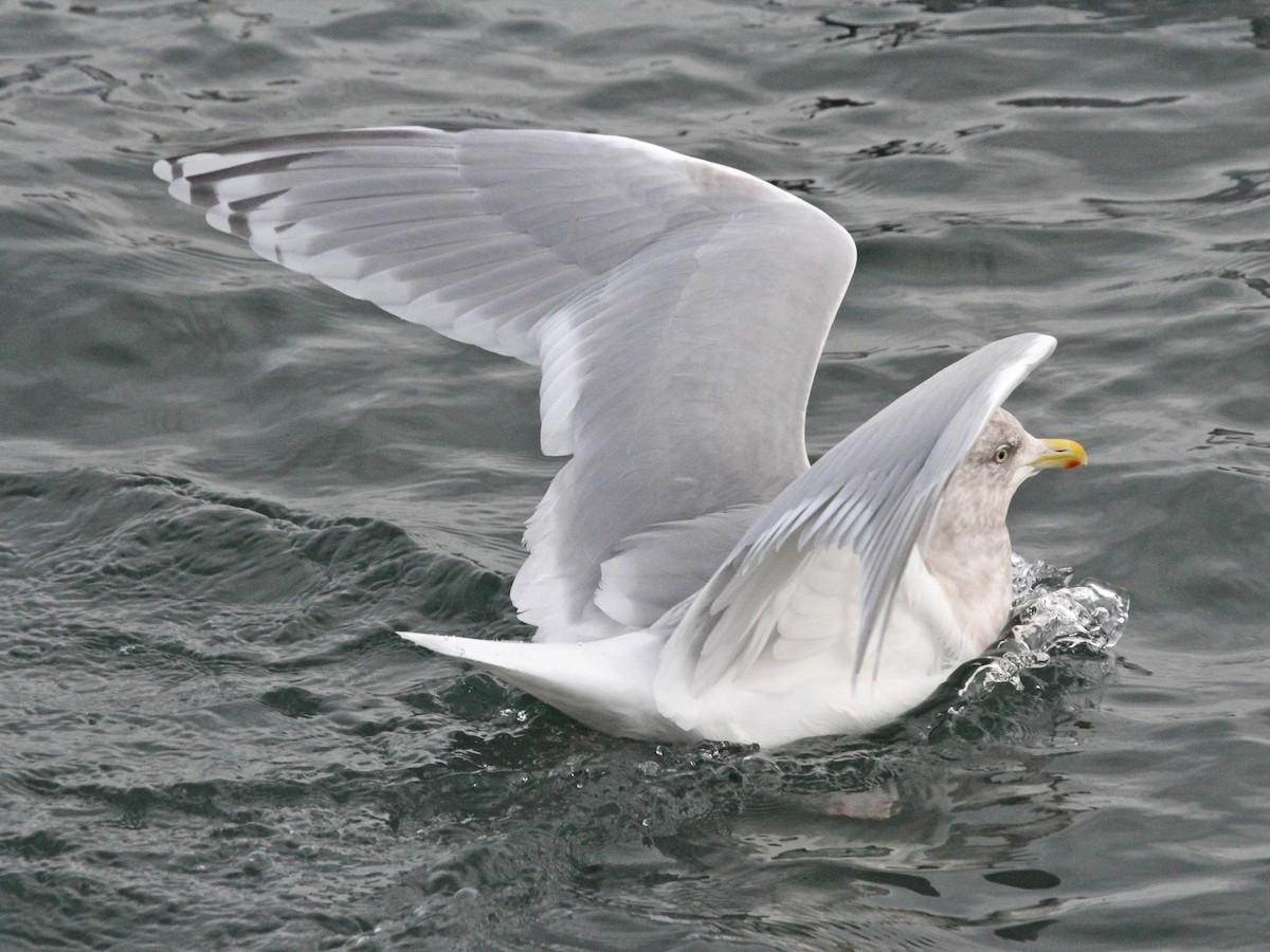 Iceland Gull (Thayer's x Iceland) - ML154793251