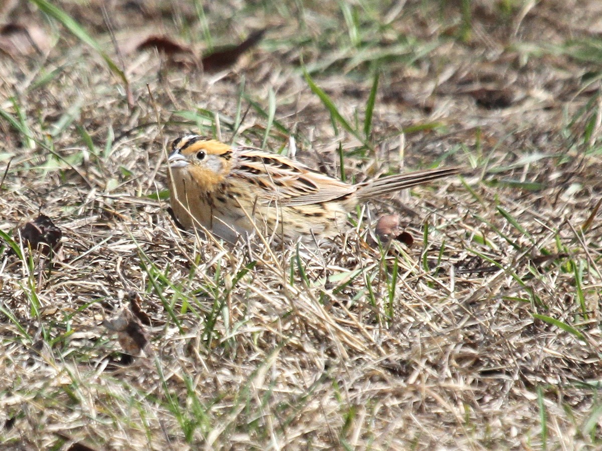 LeConte's Sparrow - ML154793781