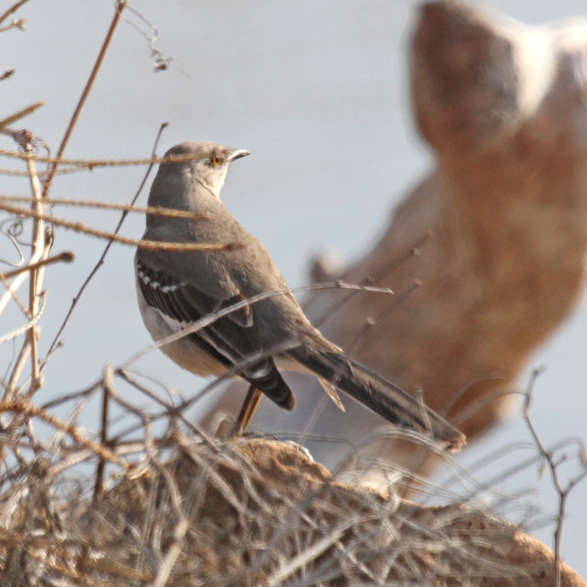 Northern Mockingbird - Peder Svingen