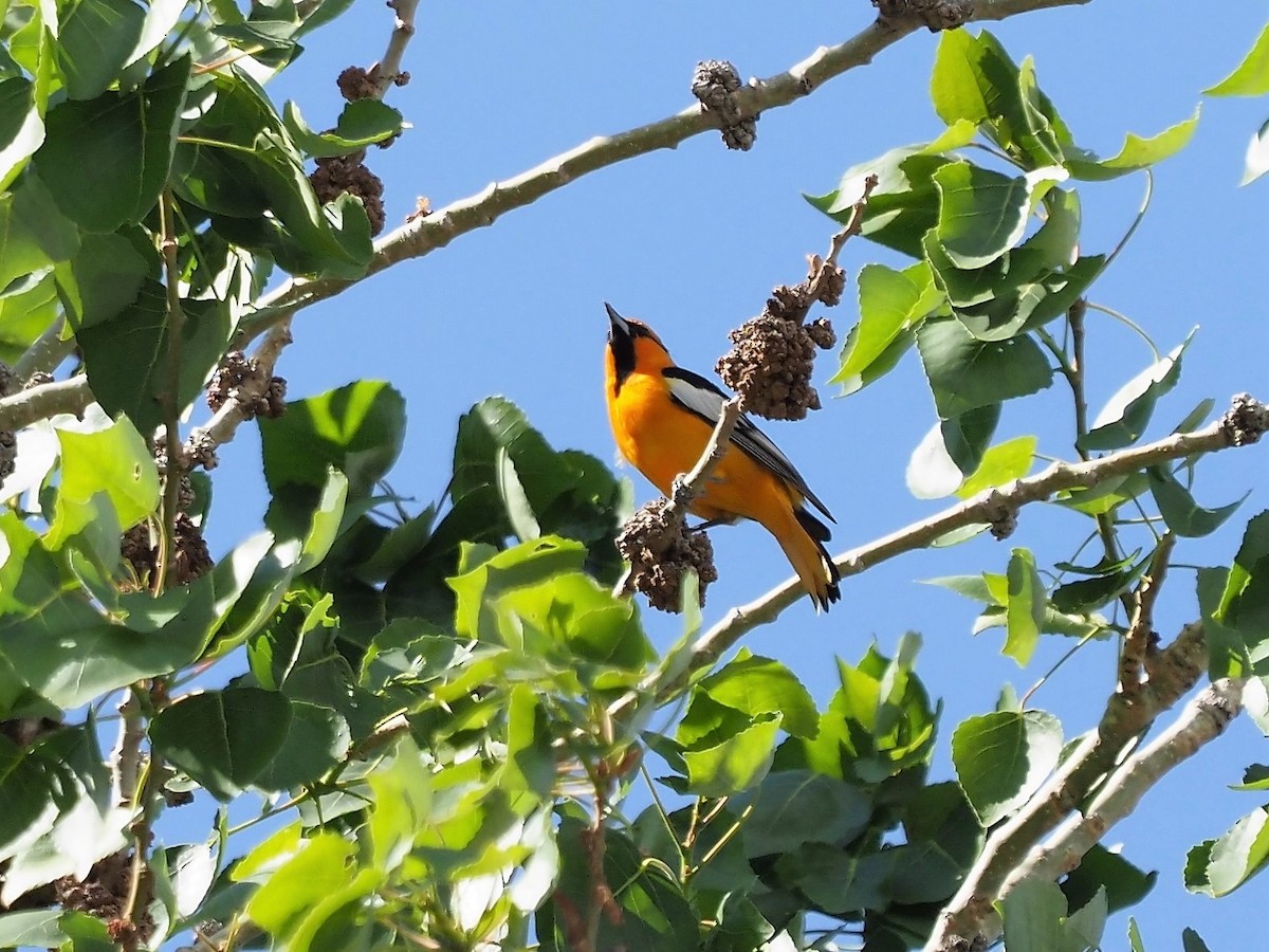 Bullock's Oriole - ML154794051
