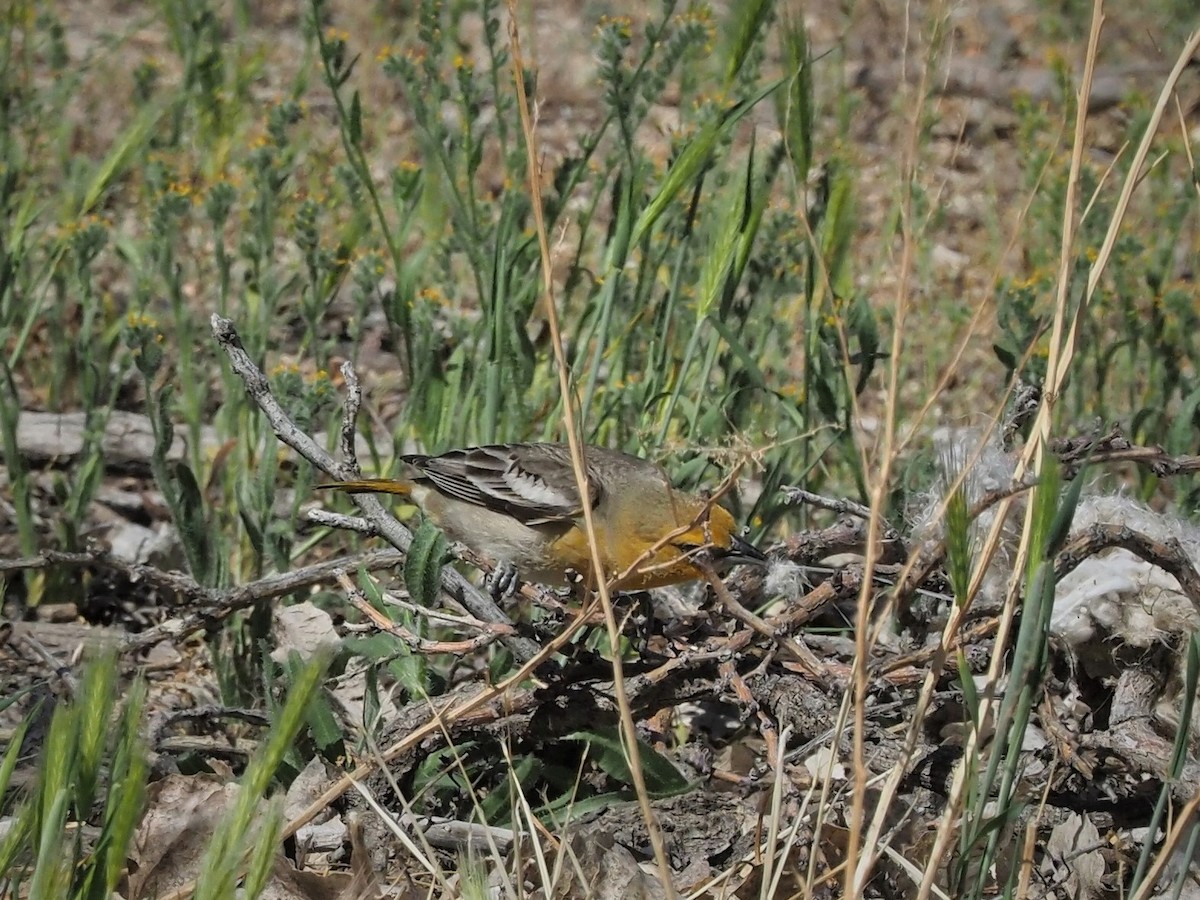 Bullock's Oriole - ML154794061