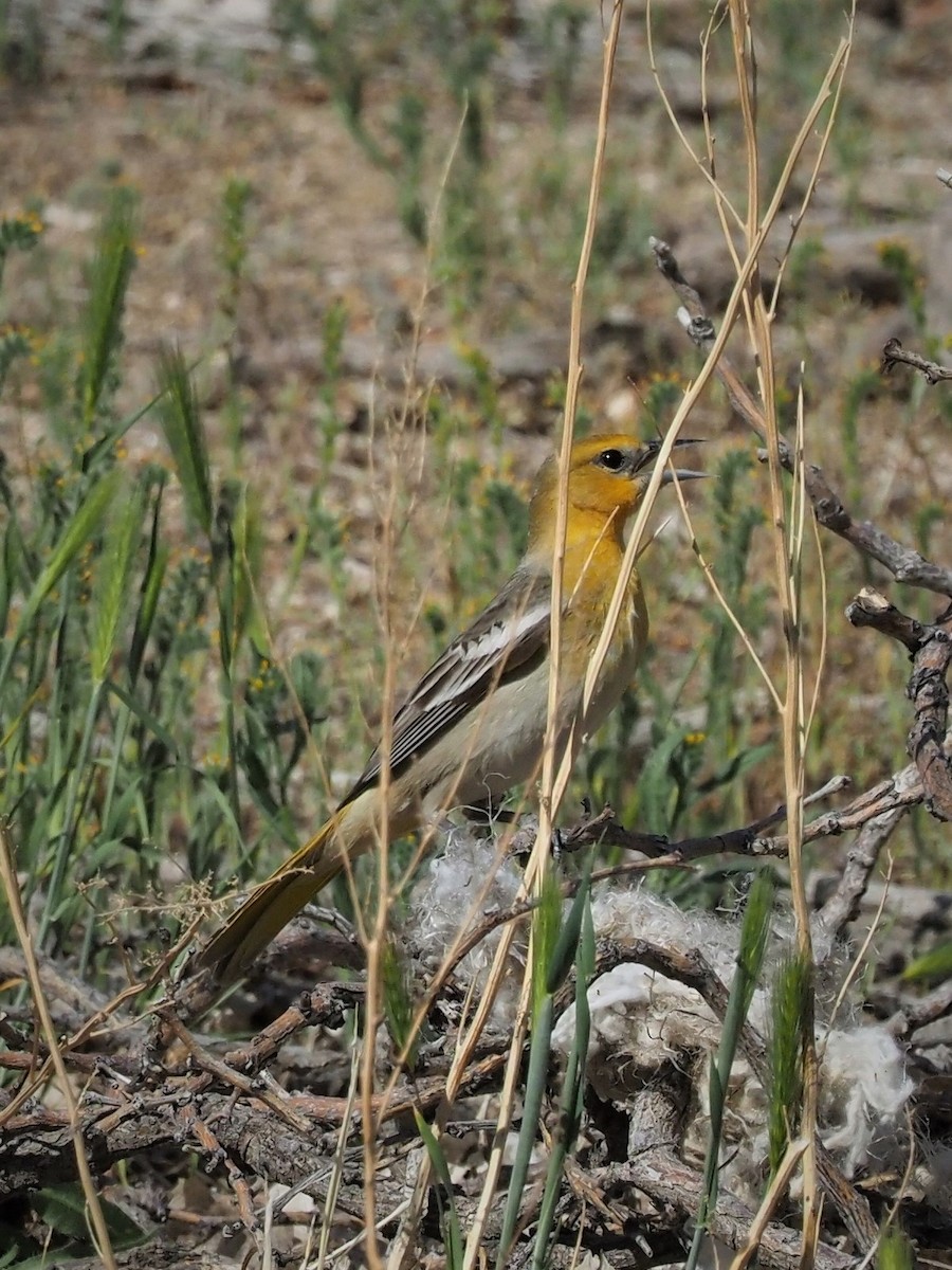 Bullock's Oriole - ML154794071