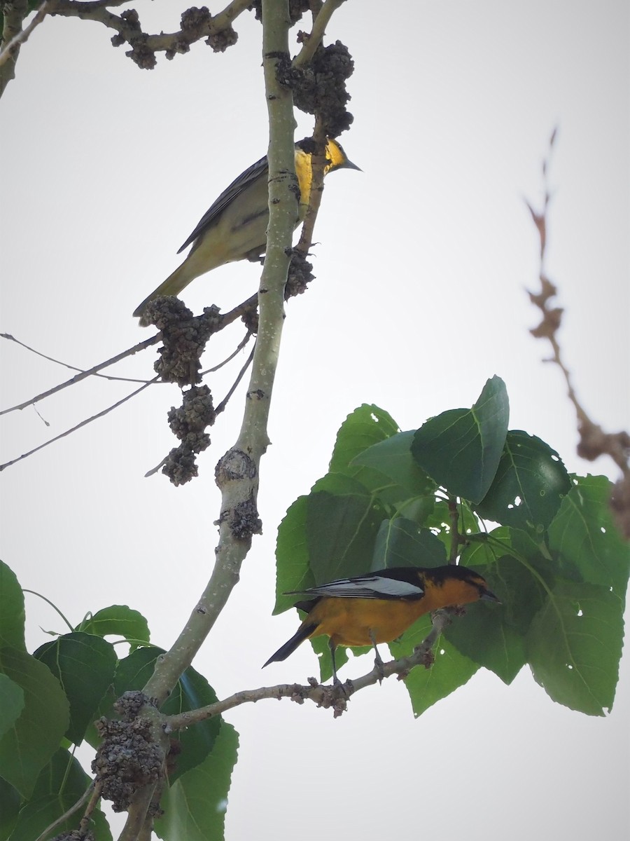 Bullock's Oriole - ML154794091
