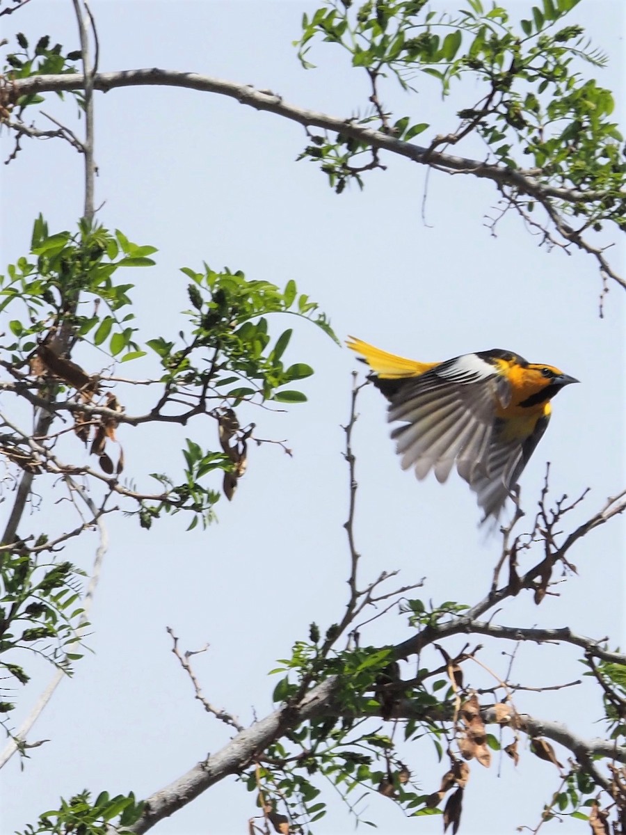 Bullock's Oriole - ML154794101