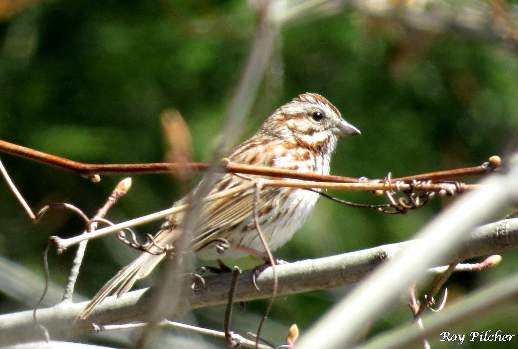 Song Sparrow - ML154795411