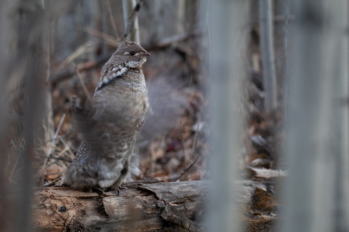 Ruffed Grouse - Sulli Gibson