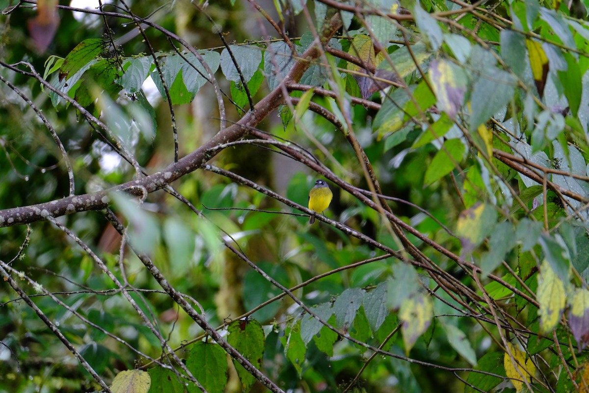 Ornate Flycatcher - ML154795951