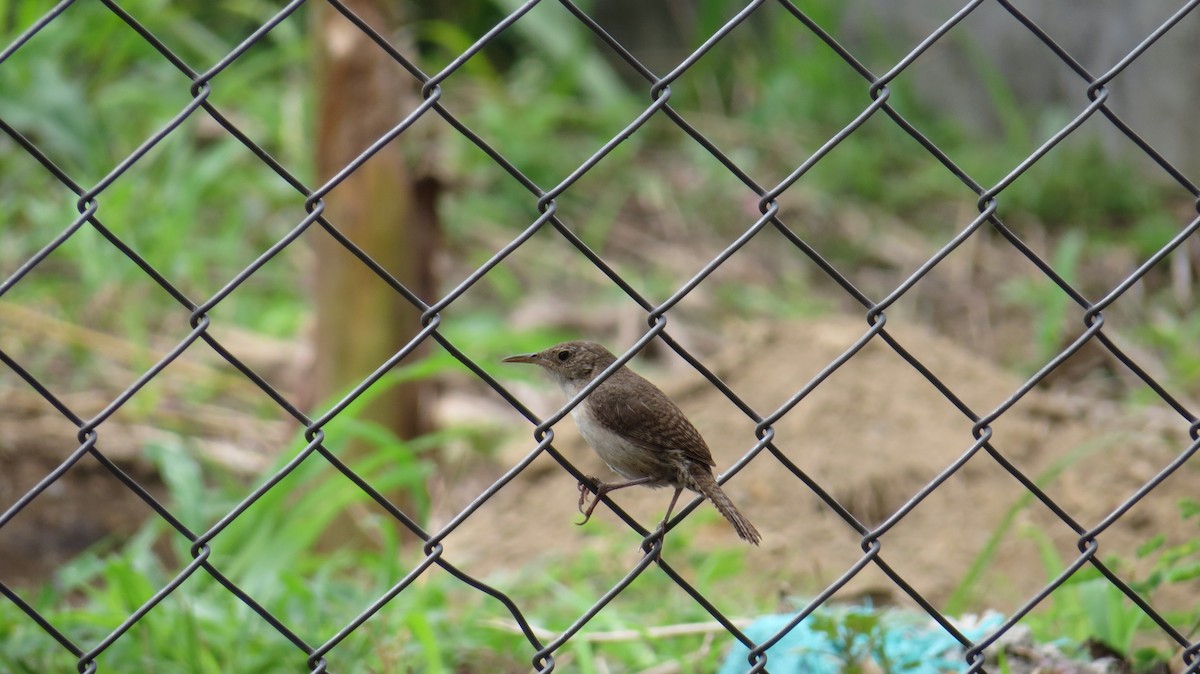 House Wren - ML154797211