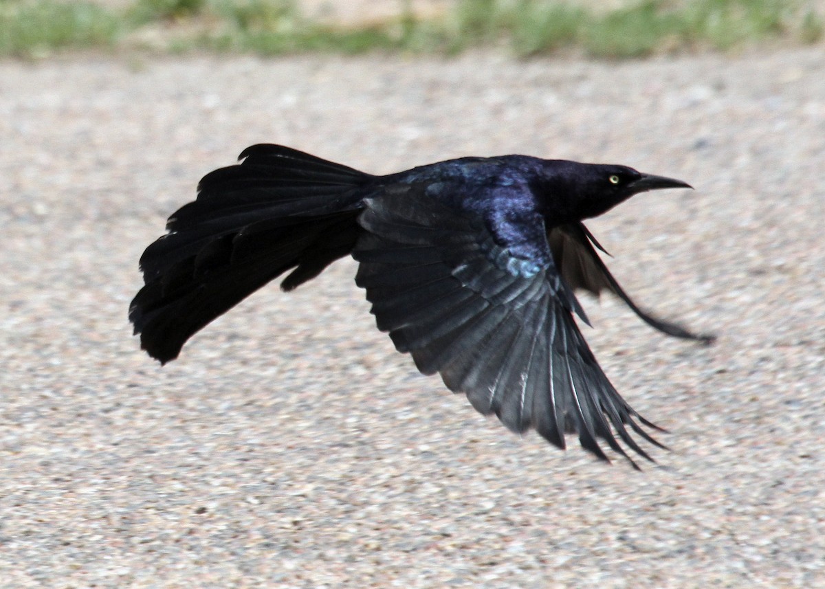 Great-tailed Grackle - ML154797421