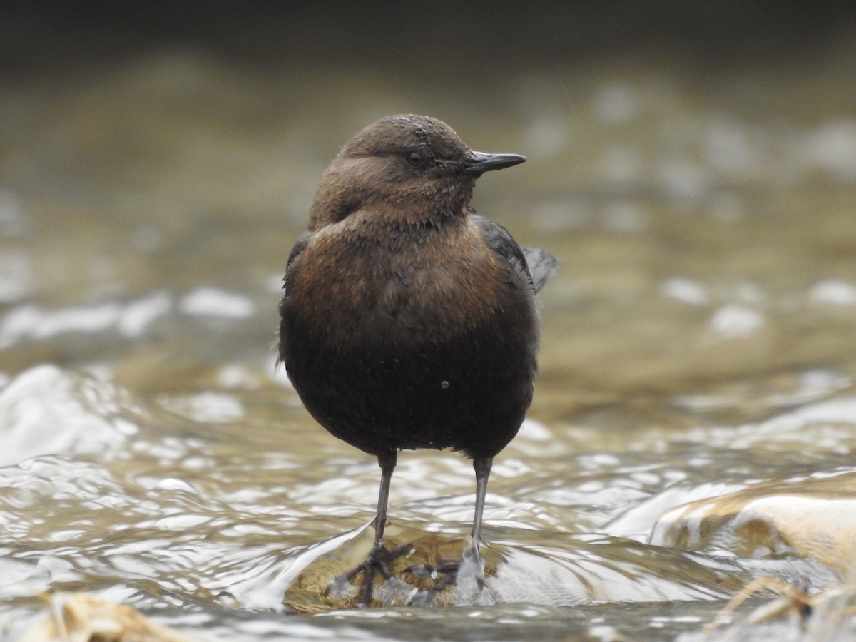 Brown Dipper - ML154798861