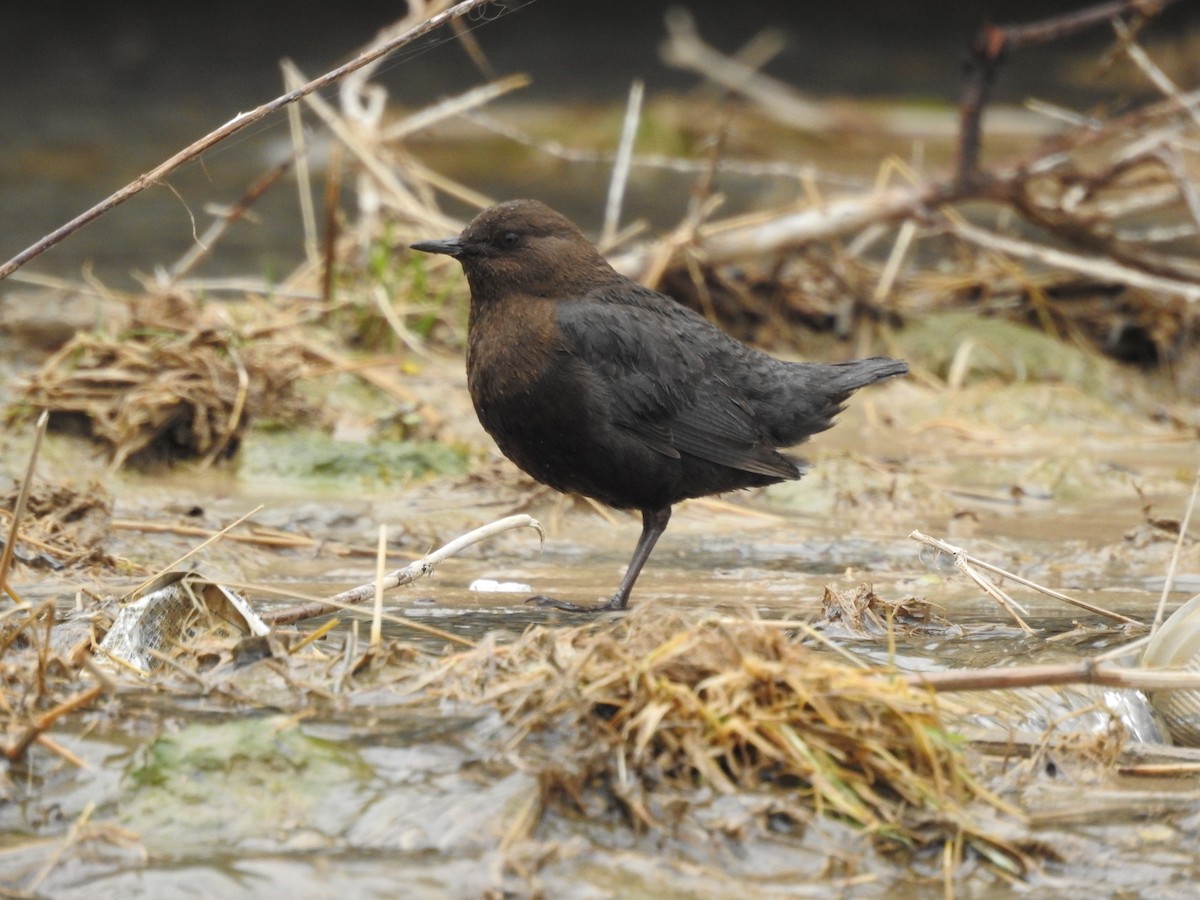 Brown Dipper - ML154798881