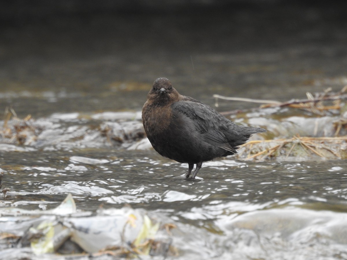 Brown Dipper - ML154799051