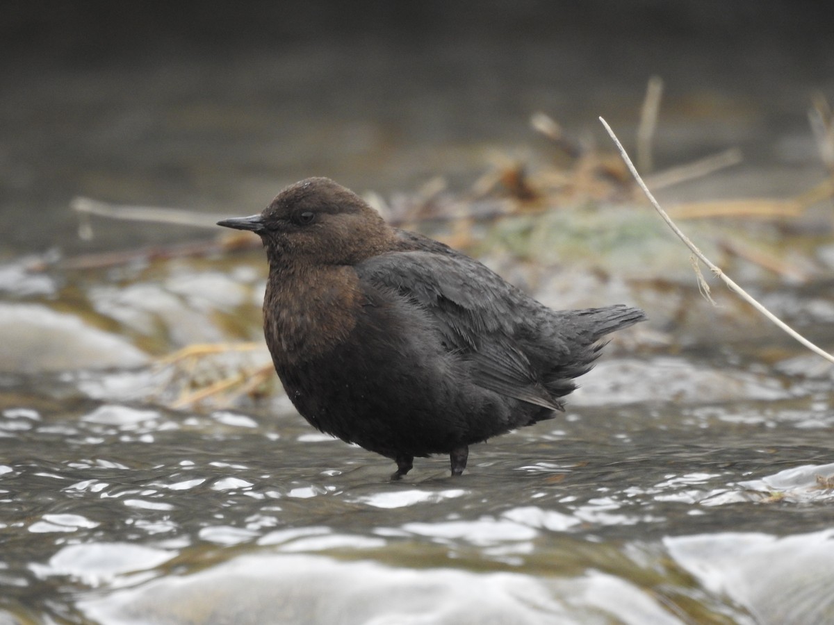 Brown Dipper - ML154799061