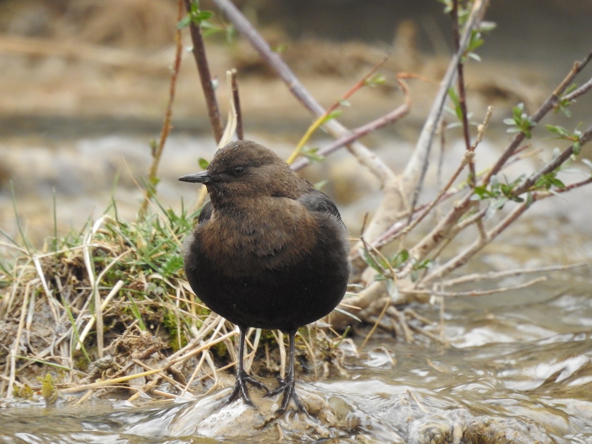 Brown Dipper - ML154799071