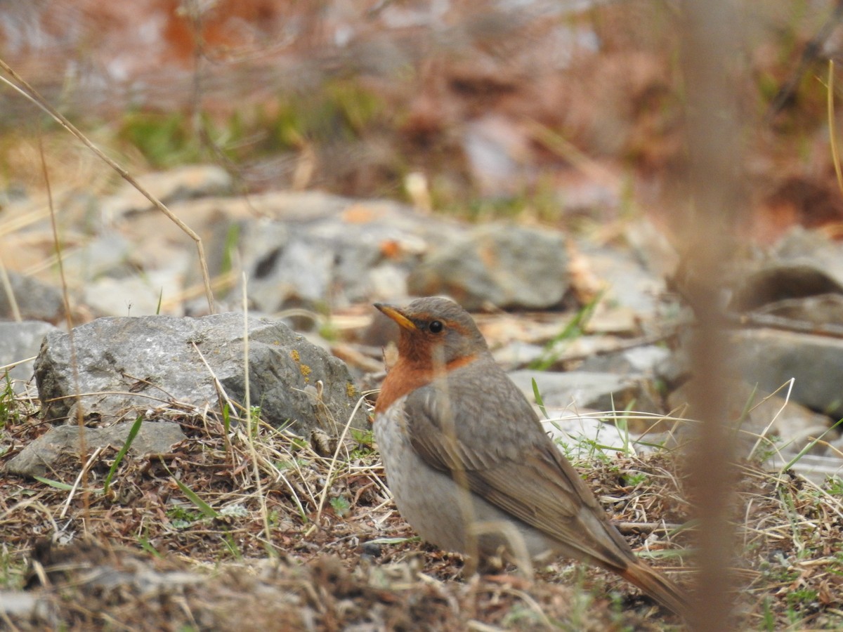 Red-throated Thrush - ML154799911