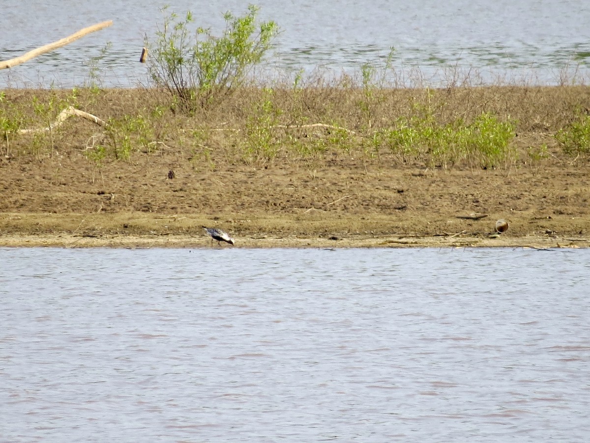 Black-bellied Plover - ML154800441