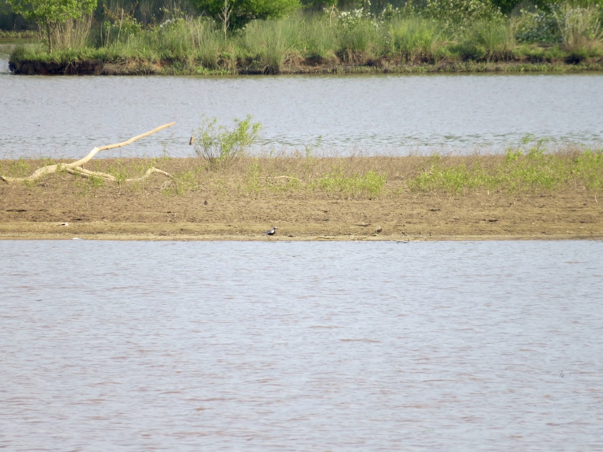 Black-bellied Plover - ML154800461