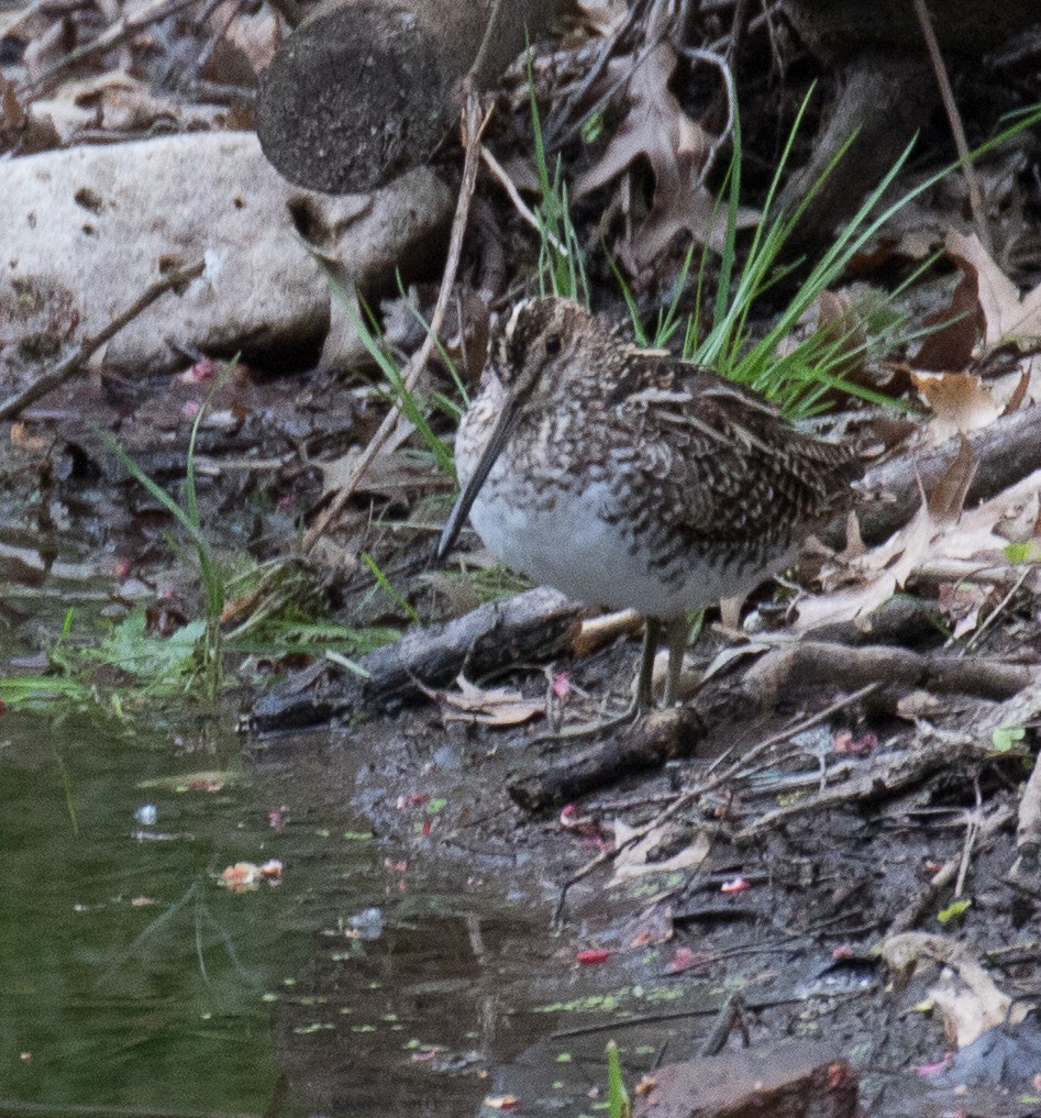 Wilson's Snipe - ML154801721