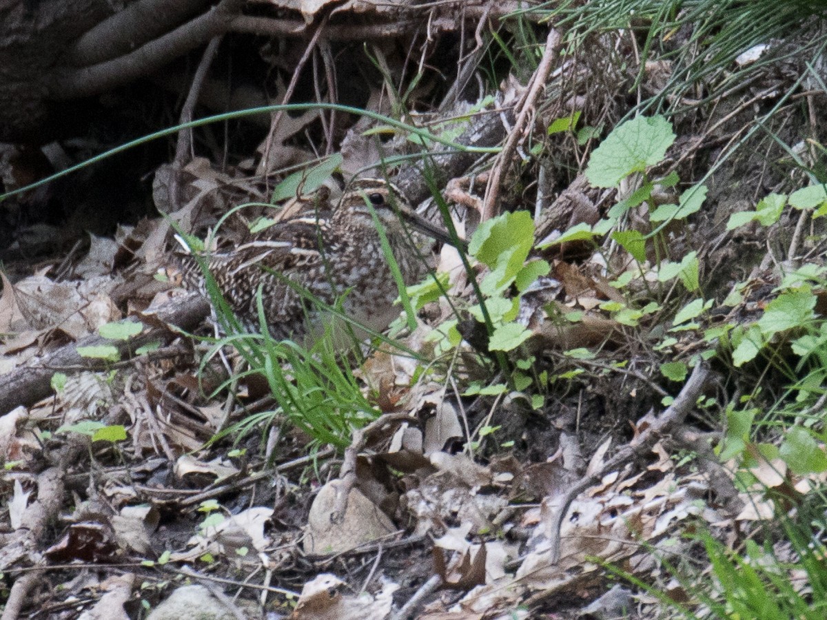 Wilson's Snipe - ML154801731