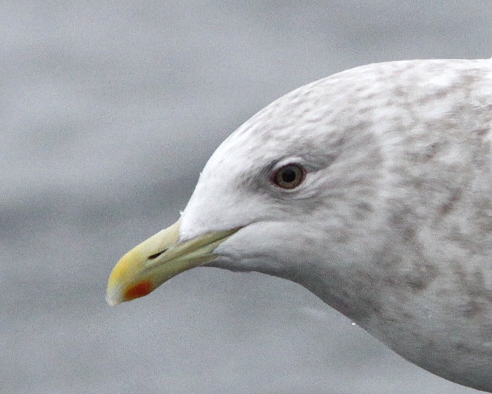 Gaviota Groenlandesa (thayeri x glaucoides/kumlieni) - ML154801951