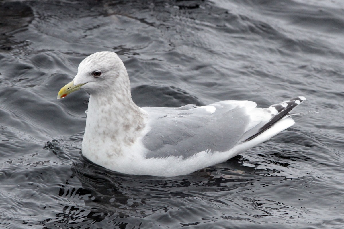 racek polární (ssp. thayeri x glaucoides/kumlieni) - ML154801991