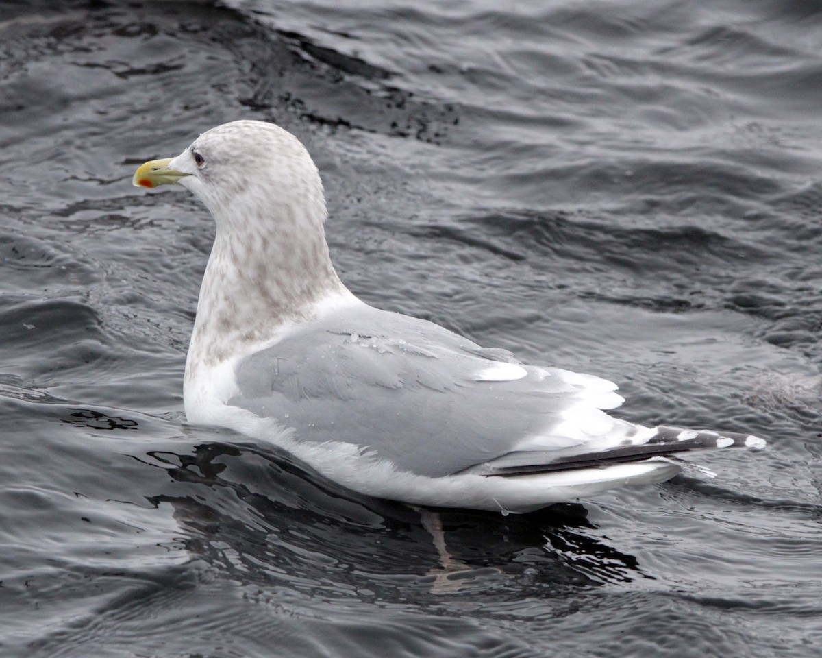 Iceland Gull (Thayer's x Iceland) - Peder Svingen