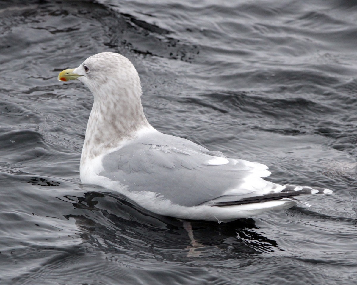 Iceland Gull (Thayer's x Iceland) - ML154802021