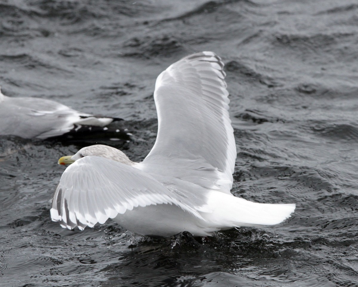 Gaviota Groenlandesa (thayeri x glaucoides/kumlieni) - ML154802041