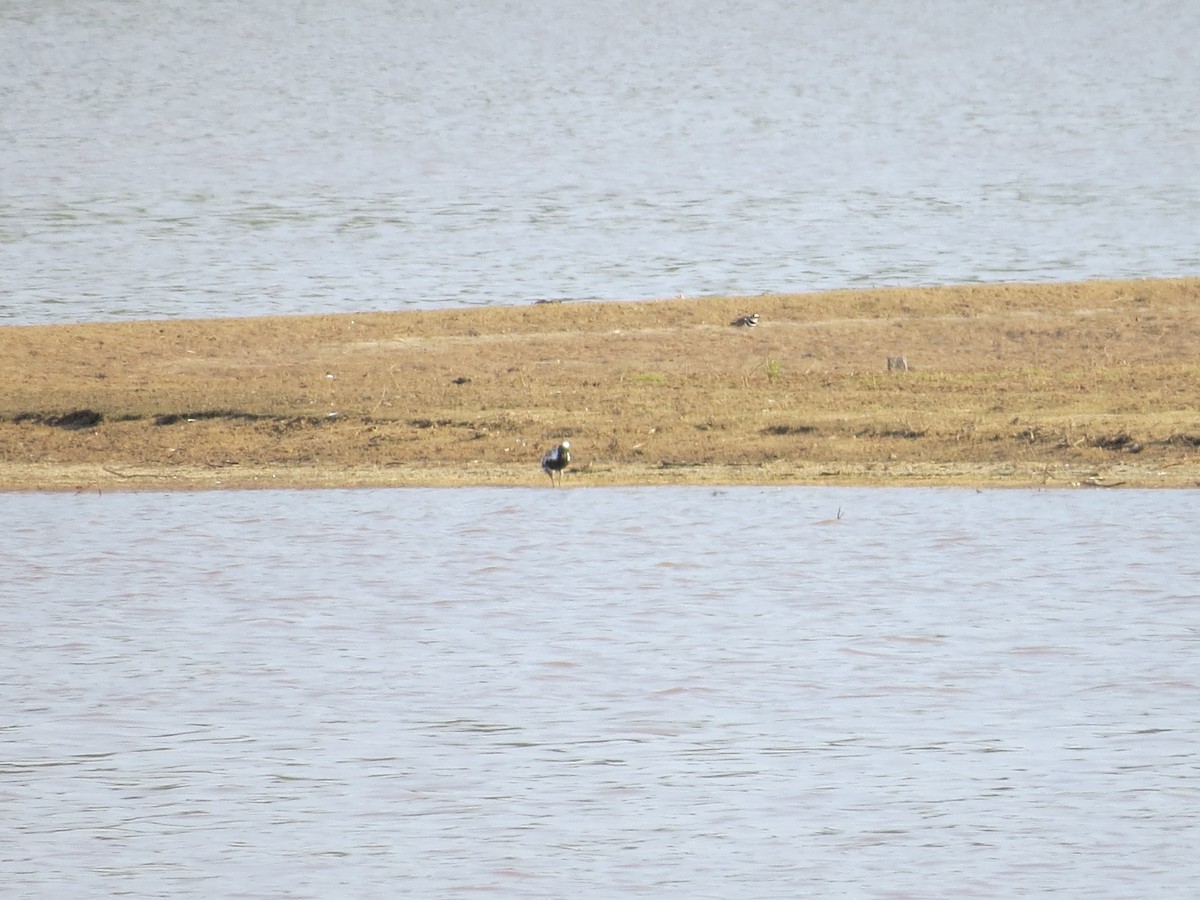 Black-bellied Plover - ML154802371