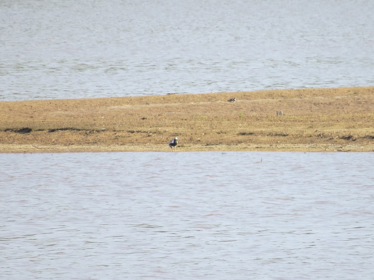 Black-bellied Plover - ML154802371