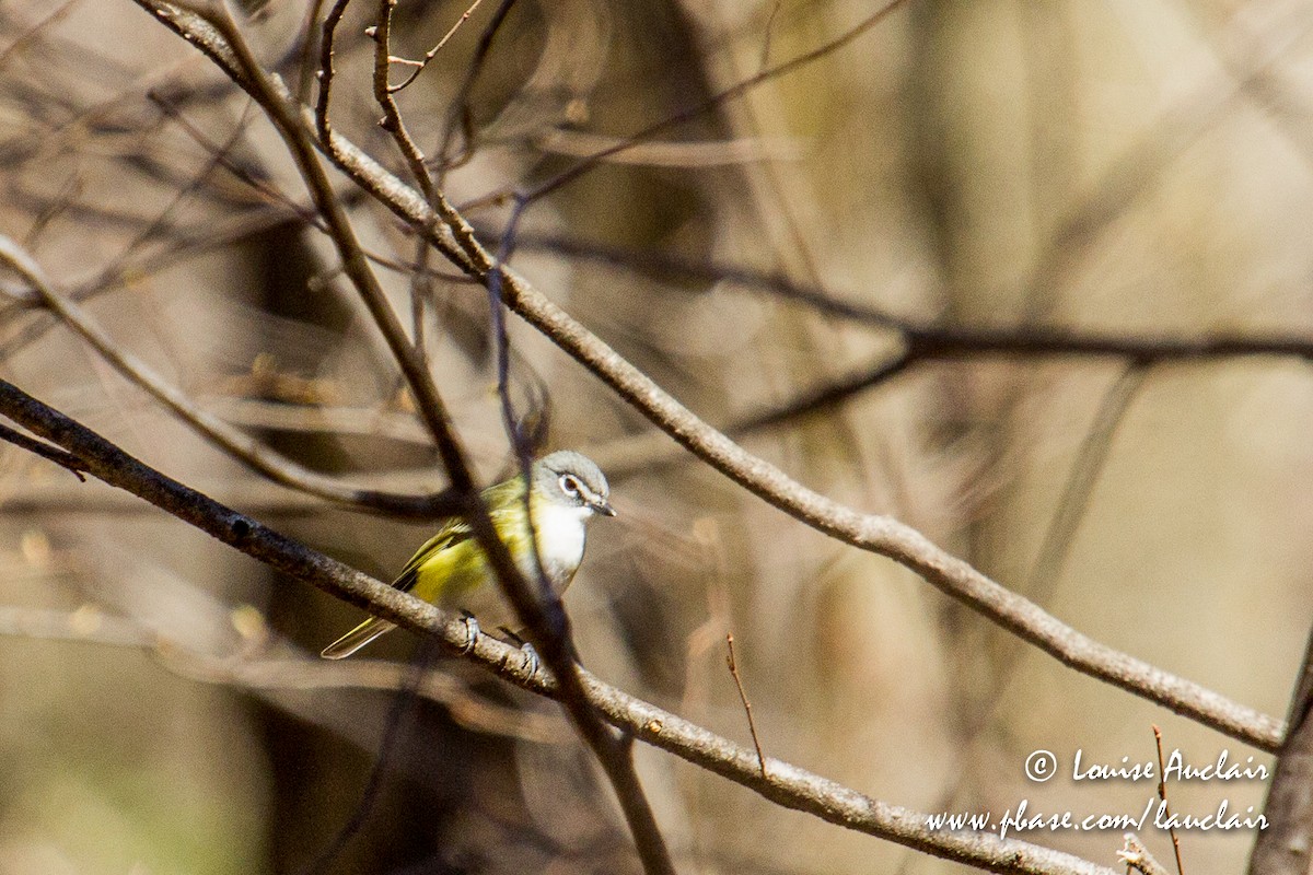 Blue-headed Vireo - ML154803511