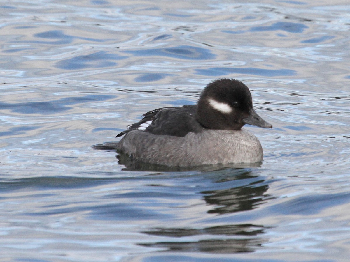 Bufflehead - ML154803771