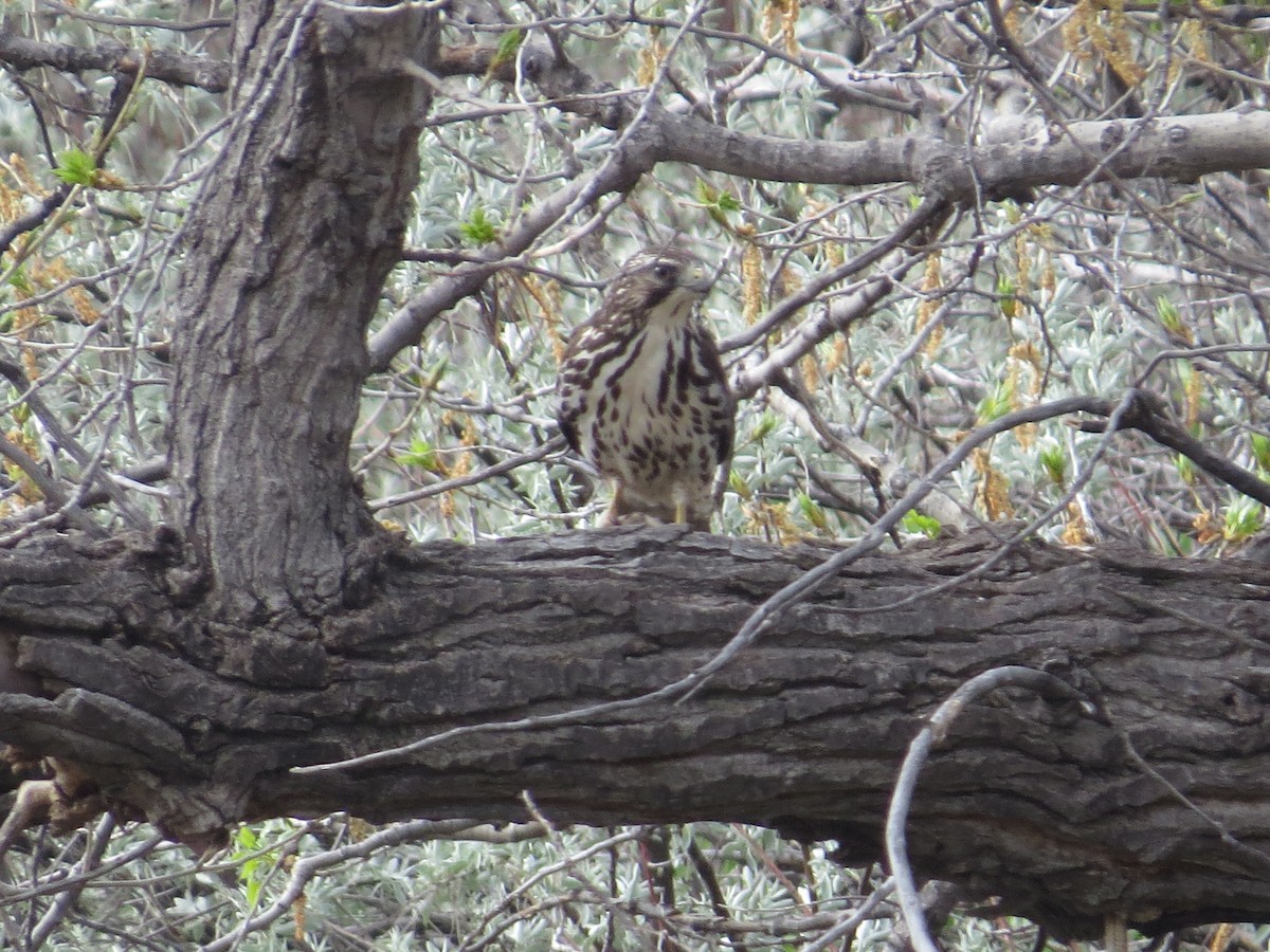 Broad-winged Hawk - ML154804061