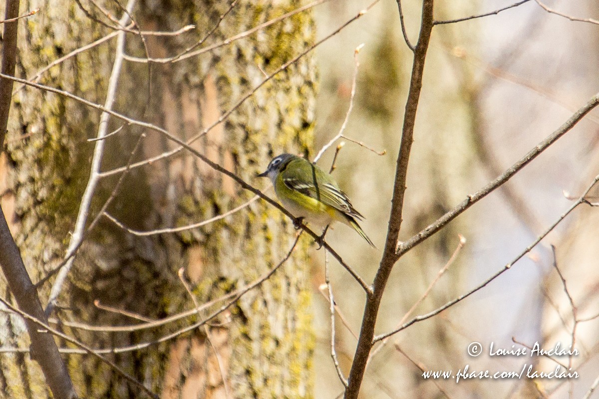 Blue-headed Vireo - Louise Auclair