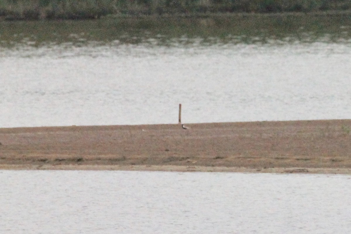 Black-bellied Plover - ML154807141