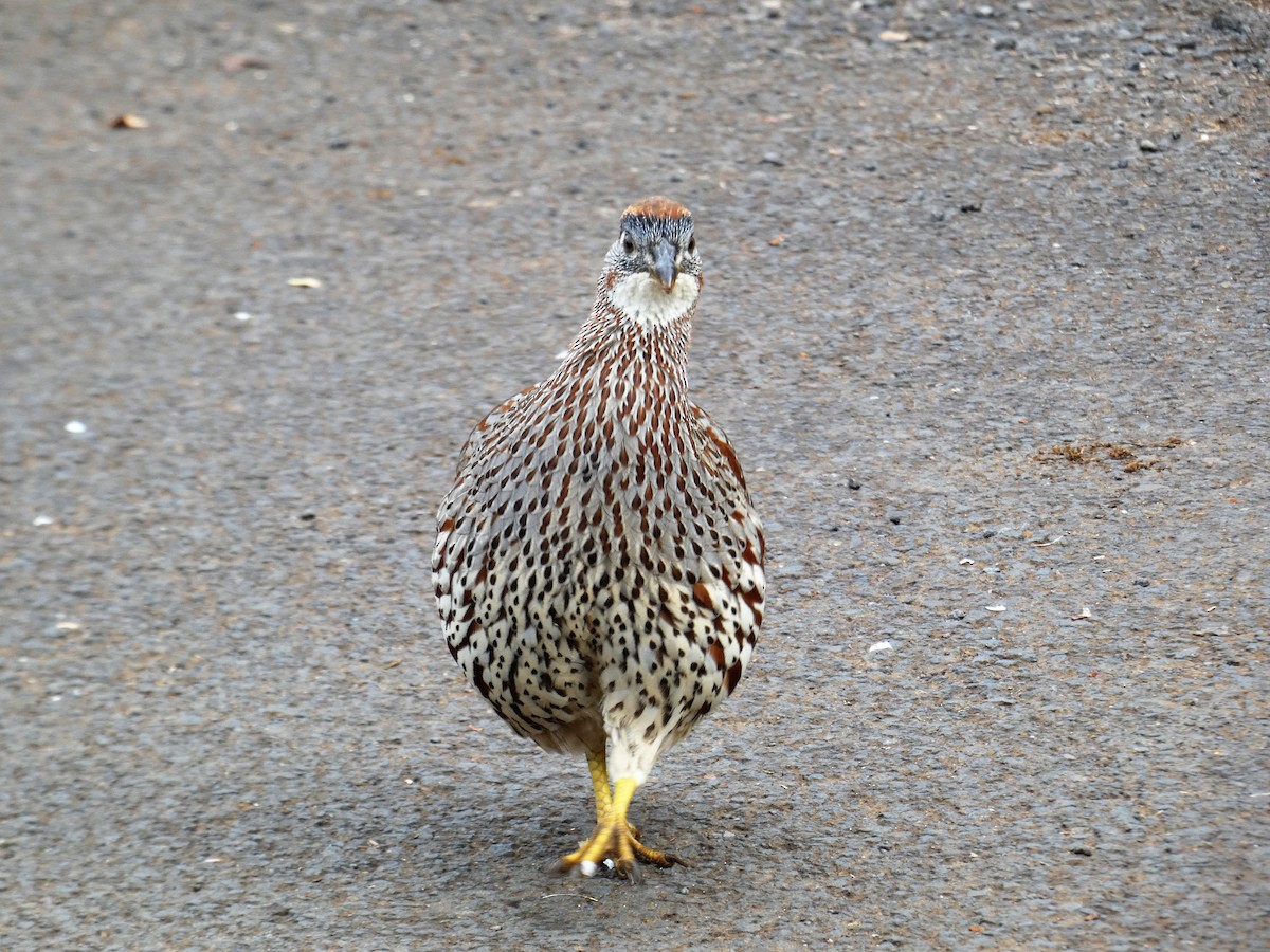 Erckel's Spurfowl - Neil Vinson