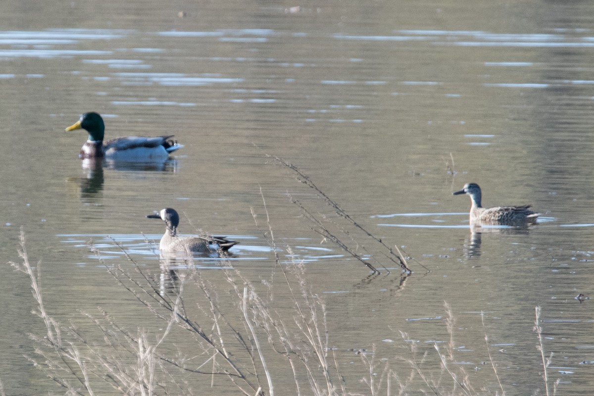 Blue-winged Teal - derek allard