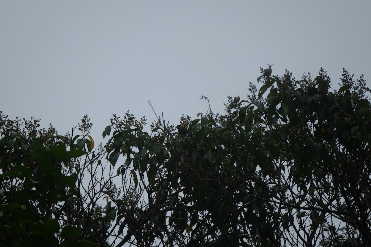 Beryl-spangled Tanager - ML154808991