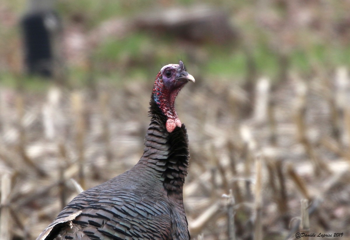 Wild Turkey - ML154812421