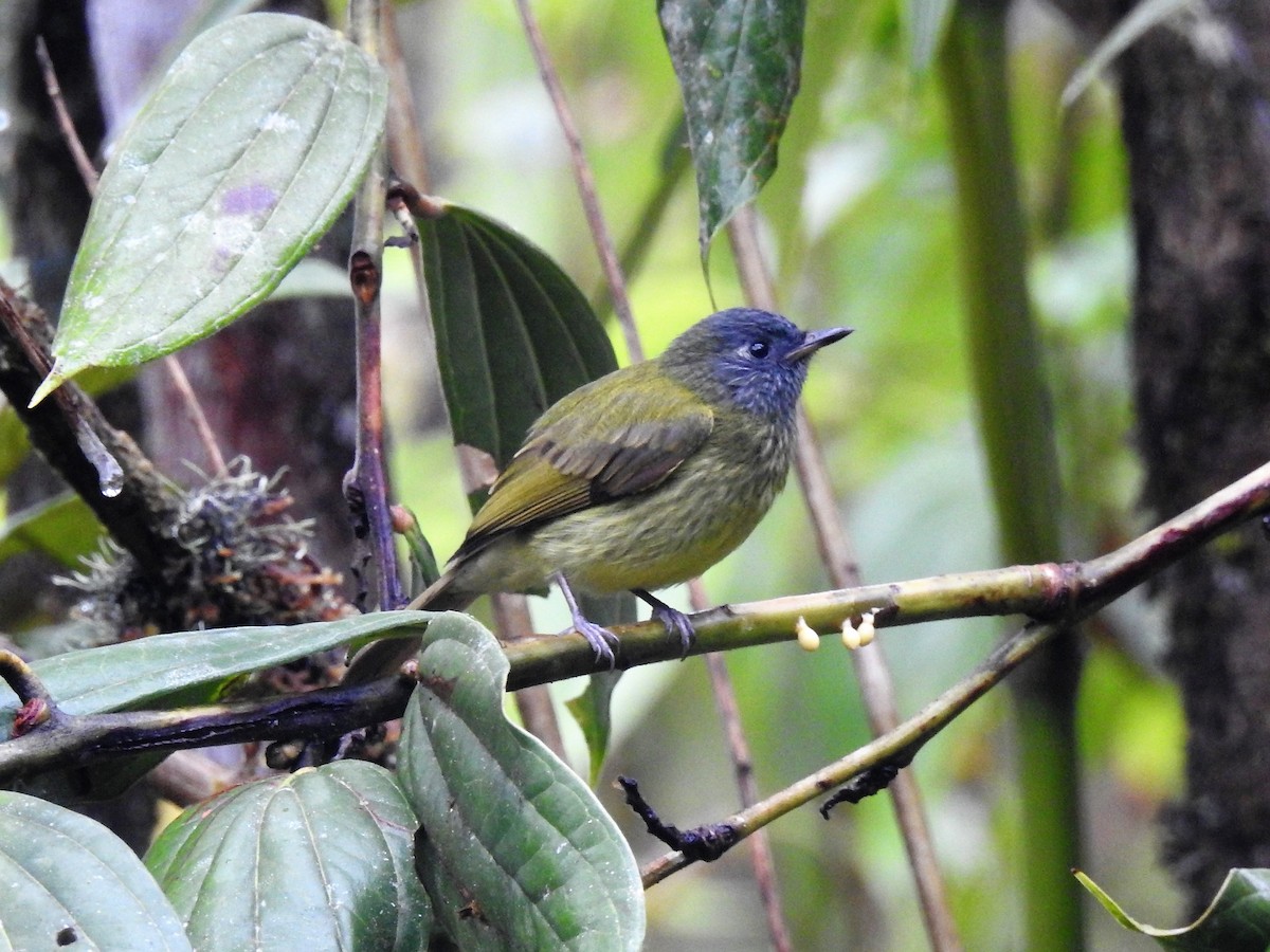 Streak-necked Flycatcher - ML154813651