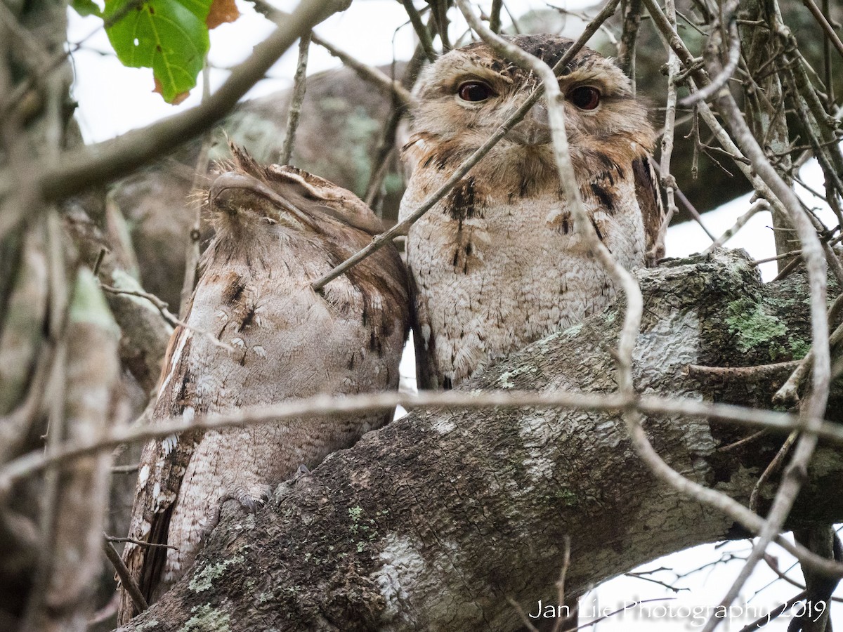 Papuan Frogmouth - ML154814341