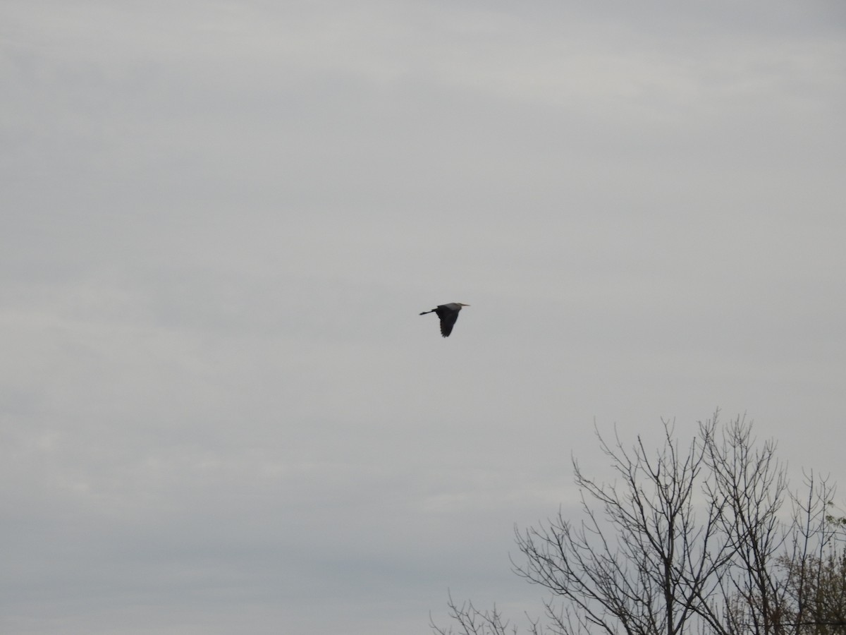 Kanadareiher - ML154816701