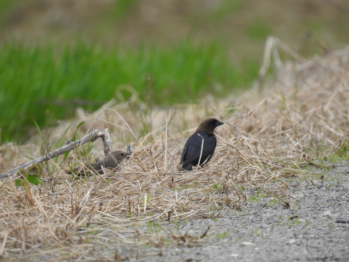 Brown-headed Cowbird - ML154817001